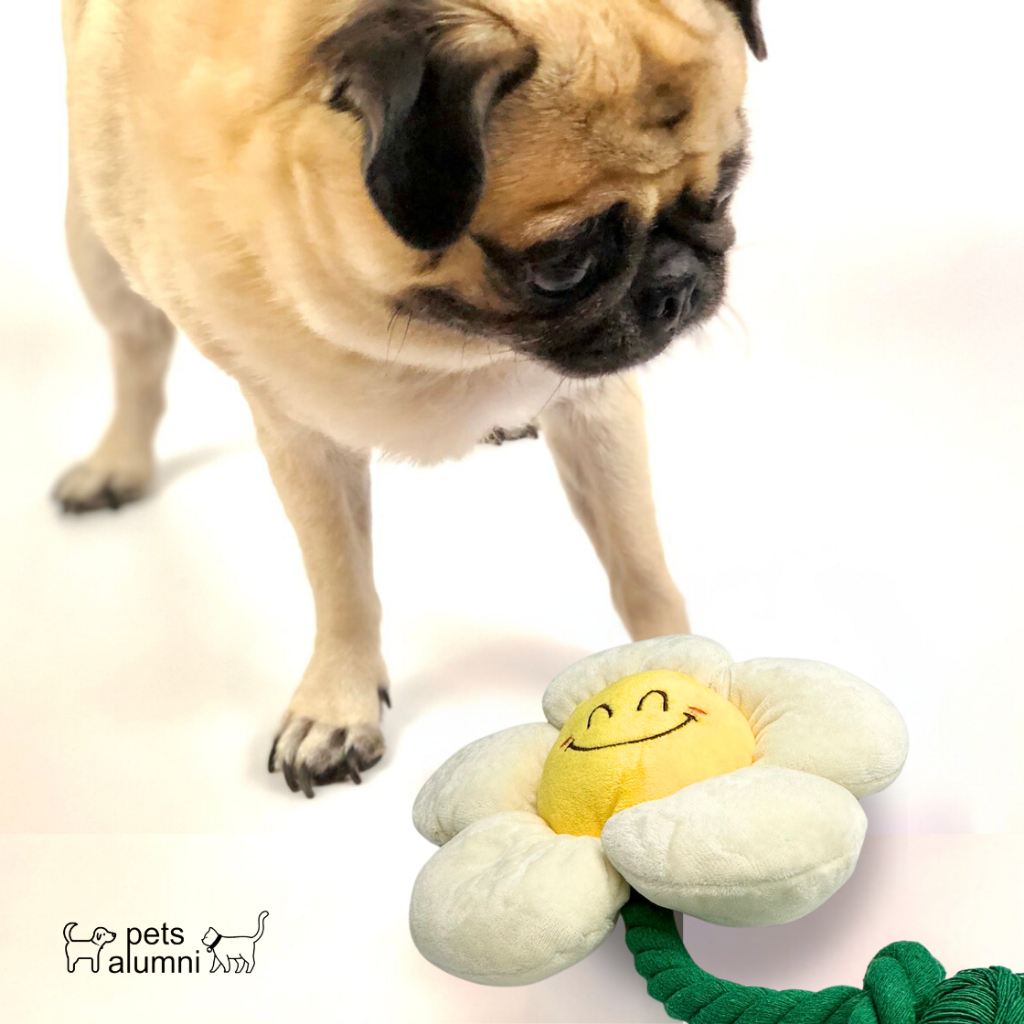 SMILEY FLOWER ของเล่นสุนัข เชือกขัดฟันรูปดอกไม้ บีบแล้วมีเสียง