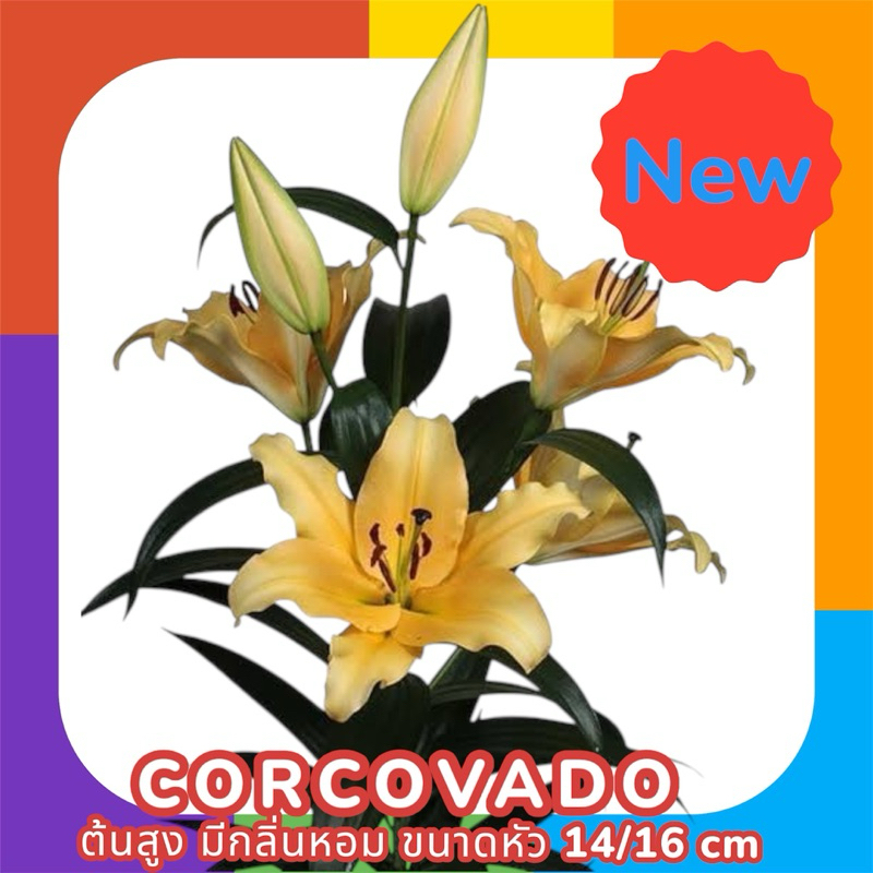 ลิลลี่ (Lilium) หัวลิลลี่ ต้นสูง ดอกมีกลิ่นหอม พร้อมปลูก
