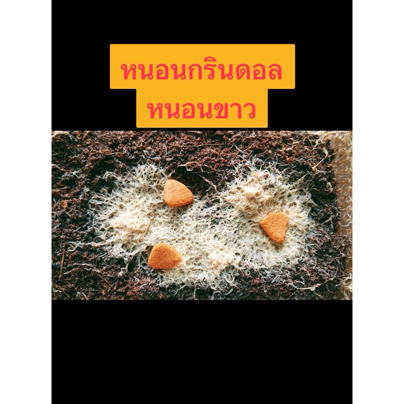 หนอนกรินดอล หนอนขาว อาหารปลา เซ็ทสำหรับเพาะขยาย