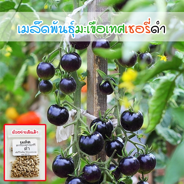 เมล็ดพันธุ์มะเขือเทศเชอรี่ดำ Black Cherry Tomato 8-25 เมล็ด ปลูกในบ้านได้ (ซื้อ 10 แถม 1 คละได้)