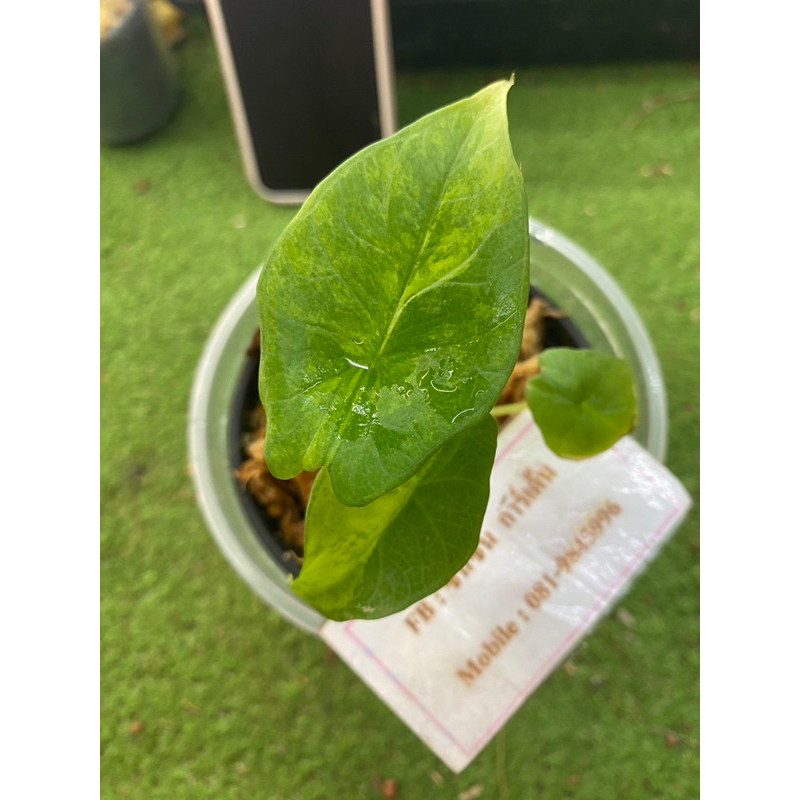 Alocasia scalprum aurea variegated : อโลคาเซีย สคัลปรัมด่างเหลือง🌿ต้นที่ส่ง คือ ต้นในรูป รับประกันคว