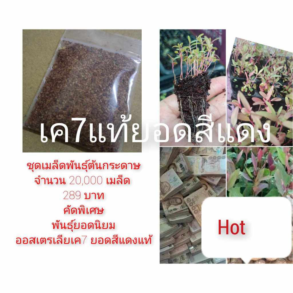 เมล็ดพันธุ์พืชยูคาลิปตัสพันธุ์เค7ยอดสีแดง 3,000 เมล็ด 99 บาท