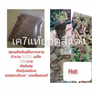เมล็ดพันธุ์พืชยูคาลิปตัสพันธุ์เค7ยอดสีแดง 3,000 เมล็ด 99 บาท