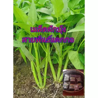 เมล็ดผักบุ้งแก้วสายพันธ์แตกกอ1ต้นแตกกอได้ 3-5 กอเมล็ดคัดพิเศษบรรจุซองละ 400-600 เมล็ดแถมปุ๋ยและวิธีการปลูกให้ทุกออเดอร์