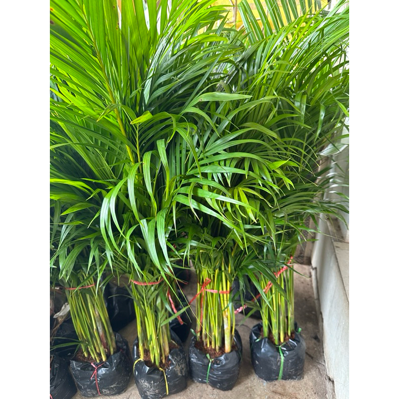 ต้นหมากเหลือง Areca palm ช่วยฟอกอากาศ ส่งแบบถุงดำ(1ออเดอร์สั่งได้1หรือ2ต้นท่านั้น) - รูปที่ 2