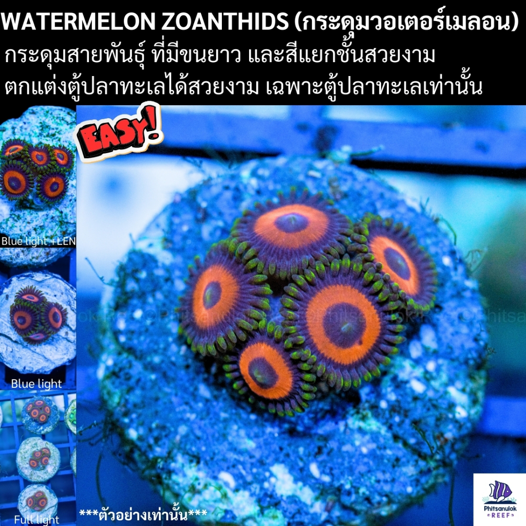 Watermelon Zoanthids (กระดุมวอเตอร์เมลอน) เลี้ยงได้สวยขนยาว ตกแต่ง ตู้ปลาทะเล 1 ชิ้น
