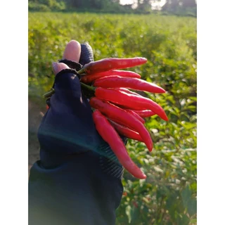 พร้อมส่งจ้า🌶ขายเป็นกิโล🌶พริกสด พริกจินดาไทย พริกบ้านๆ ไร้สารเคมี🌶🫑