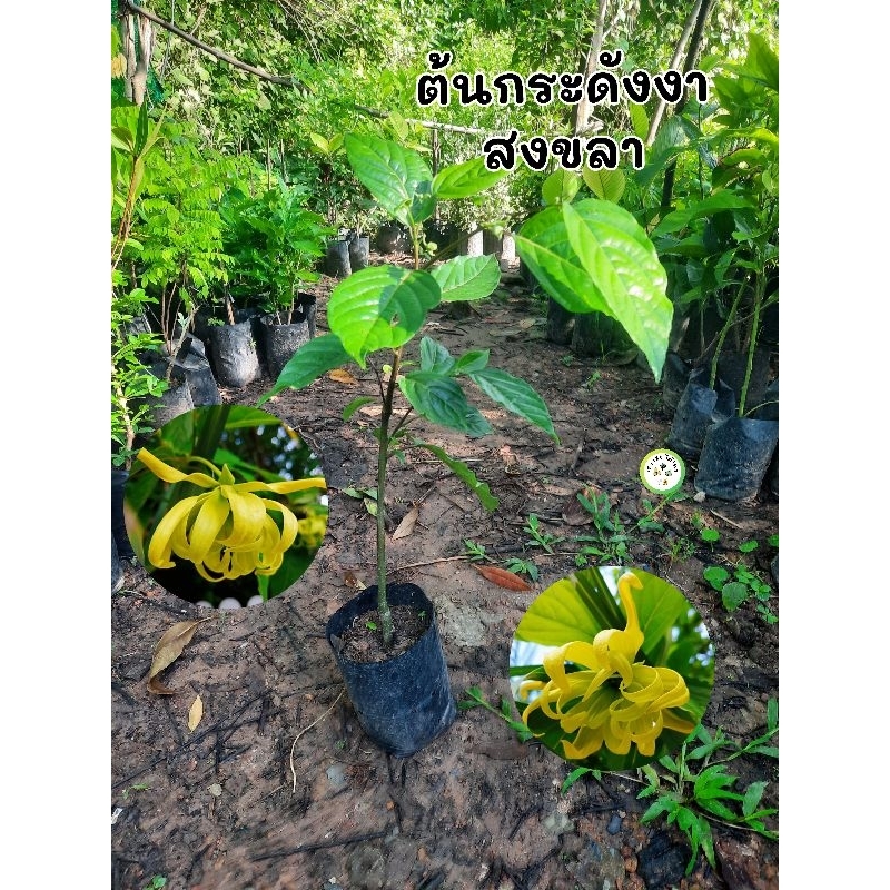 ต้นกระดังงาสงขลา กระดังงาสงขลา