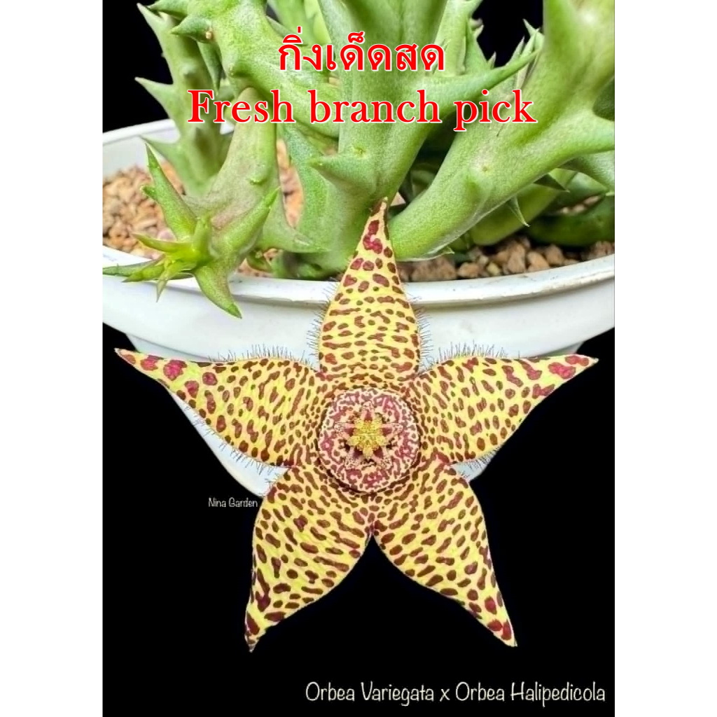 เก๋งจีน Orbea Variegata x Orbea Halipedicola *กิ่งเด็ดสด* แคคตัส ไม้อวบน้ำ Cactus and Succulent