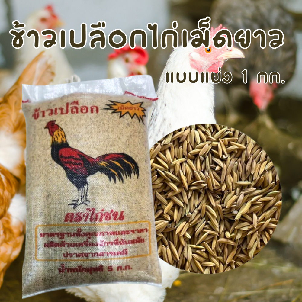 ข้าวเปลือกไก่ชน คัดพิเศษ ขนาด 1 กก. คัดคุณภาพจากข้าวพันธุ์ดี ไม่มีมอด