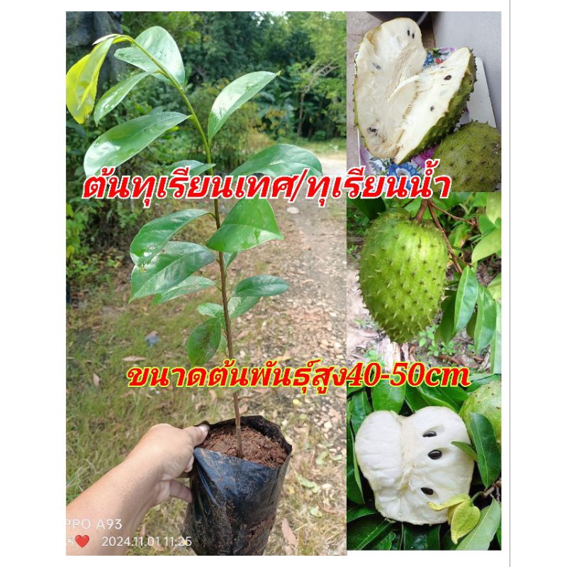 ต้นทุเรียนเทศ/ทุเรียนน้ำ ปลูกง่าย ต้นเตี้ย ออกลูกเร็ว มีรสหวาน ขนาดต้นพันธุ์สูง40-50cm