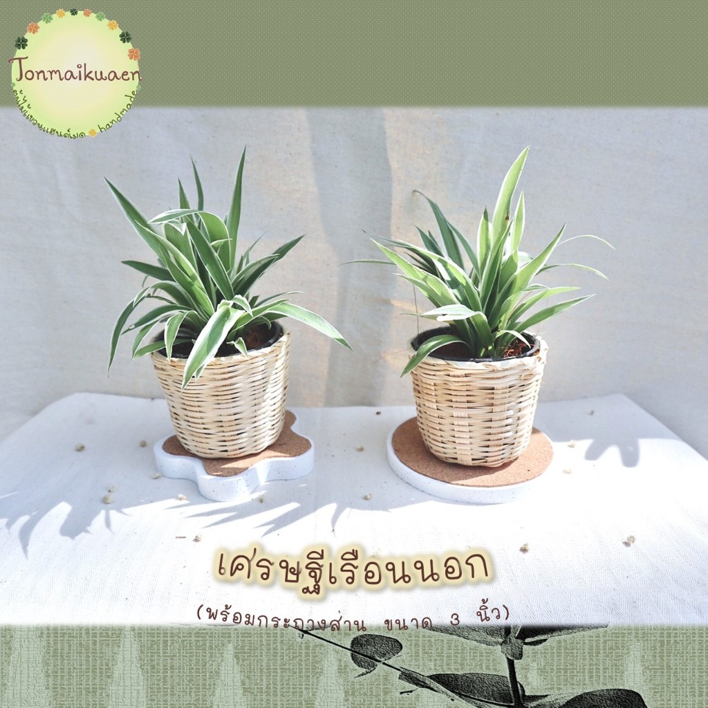 เศรษฐีเรือนนอก (Spider Plant) ต้นไม้มงคล ฟอกอากาศ พร้อมกระถางสานไม้ไผ่ ขนาด 3 นิ้ว สำหรับตั้งโต๊ะ แต่งห้อง บ้าน ร้าน