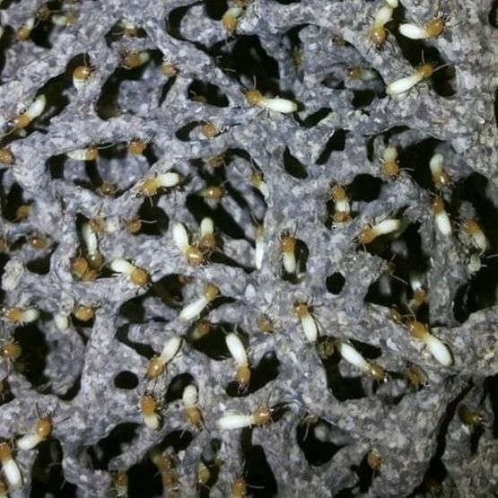 ผลิตภัณฑ์กำจัดแมลง,ปลวก โคลไดร์ท(KOLDRITE) ฟิโฟรนิล(fipronil) 10% ผสมน้ำได้ 400 เท่า - รูปที่ 4