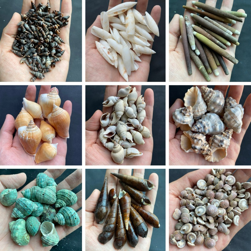 หอยเจาะ  50 ชนิด DIY วัสดุงานฝีมือเปลือกหอย 50g DRILLED seashells  สำหรับตกแต่งสวน - รูปที่ 5