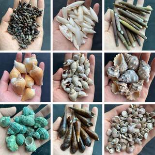 หอยเจาะ 50 ชนิด DIY วัสดุงานฝีมือเปลือกหอย 50g DRILLED seashells สำหรับตกแต่งสวน