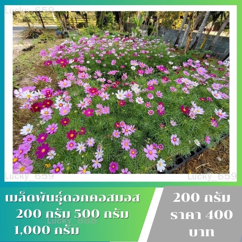 เมล็ดพันธุ์คอสมอสคละสี 🌸 1 กิโลกรัม ครึ๋งกิโล ขีด