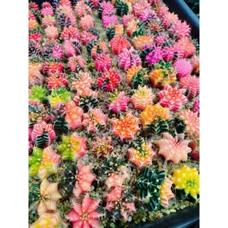 ยิมโนด่าง สีหวานๆ ไม้เมล็ด