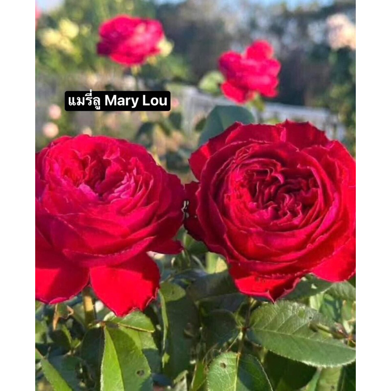 กุหลาบ-แมรี่ลู ”Mary Lou“  สีแดง ดอกใหญ่ทรงถ้วย บานทน ตัดดอกปักแจกันได้เลย