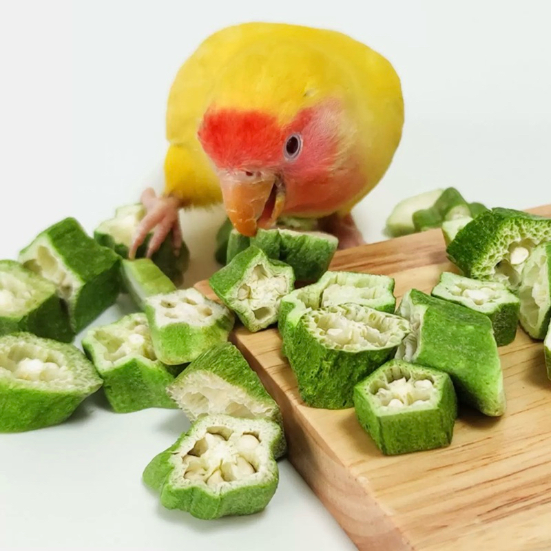 Freeze Dried Okra 5g กระเจี๊ยบฟรีซดราย ขนมนก ผสมกับอาหาร นกกัดง่าย โดยเฉพาะนกขนาดเล็ก ขนมนกแก้ว อาหารนก