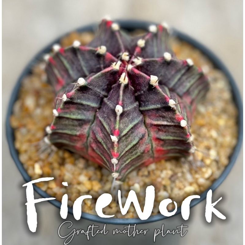 🧨The Legend🧨G.Firework (ยิมโนไฟเวิร์ค) ไม้ชำหน่อ กระท่อมลุงจรณ์