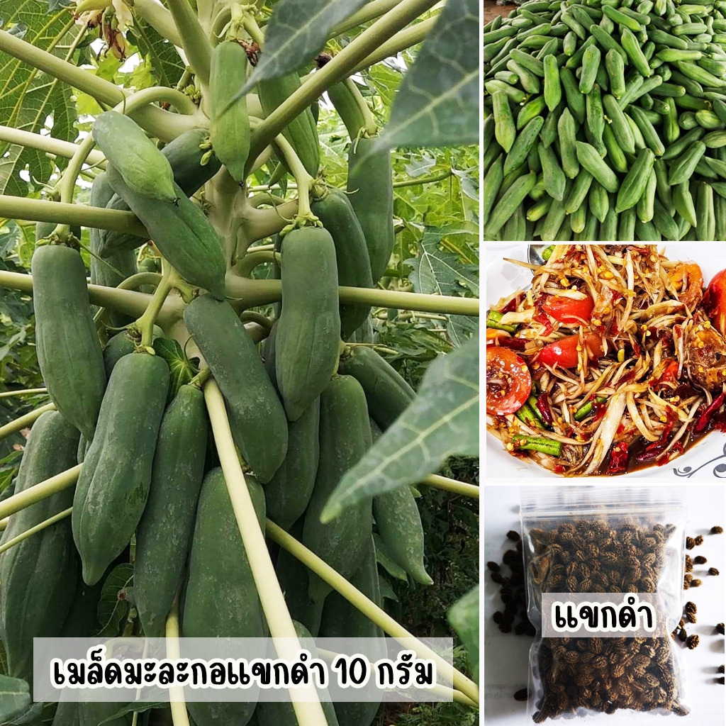 เมล็ดพันธุ์มะละกอแขกดำ ขนาด 10 กรัม มี 400-500 เมล็ด