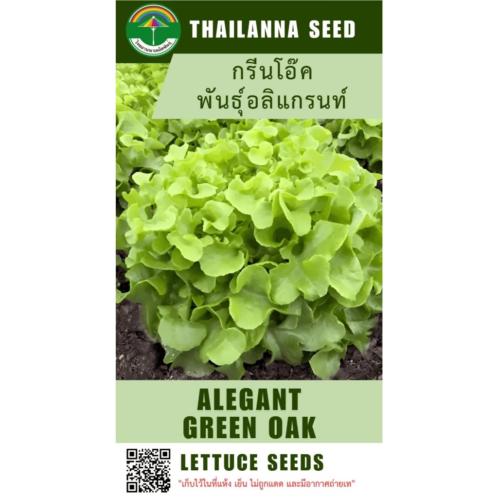 เมล็ดพันธุ์ผักสลัด กรีนโอ๊ค พันธุ์อลิแกรนท์ (เอเวอร์กรีน) ( ขนาด 0.5 กรัม ) ( เมล็ดเปลือย ) รหัสสิค้า 3007