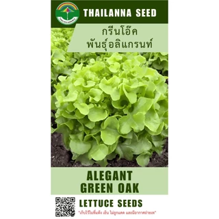 เมล็ดพันธุ์ผักสลัด กรีนโอ๊ค พันธุ์อลิแกรนท์ (เอเวอร์กรีน) ( ขนาด 0.5 กรัม ) ( เมล็ดเปลือย ) รหัสสิค้า 3007