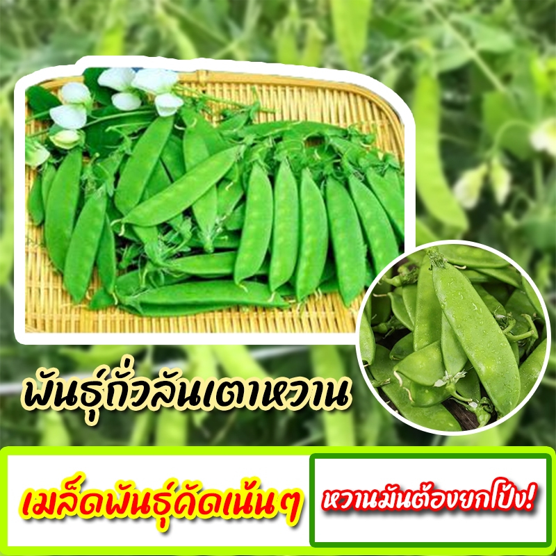 เมล็ดพันธุ์ถั่วลันเตาแบนหวาน ซองละ 50 เมล็ด