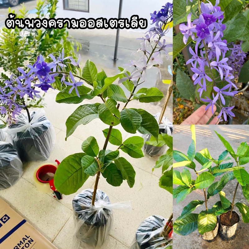 ต้นพวงครามออสเตรเลีย ดอกสีม่วง ไม้ดอกไม้ประดับ