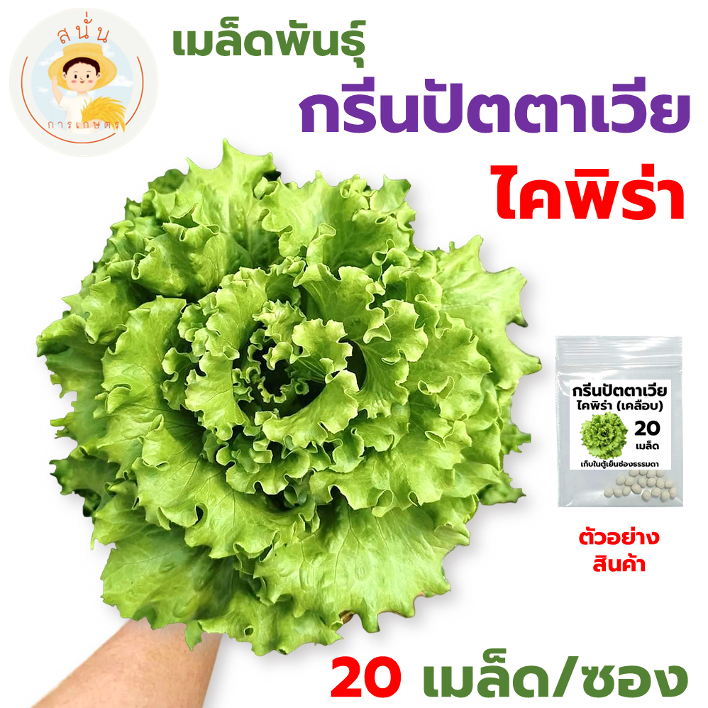 เมล็ดพันธุ์ กรีนปัตตาเวีย ไคพิร่า (Batavia Caipira) เมล็ดแบบเคลือบ นำเข้าตรงสายพันธุ์ ใบกรอบ น้ำหนักดี (1 ซอง 20 เมล็ด)