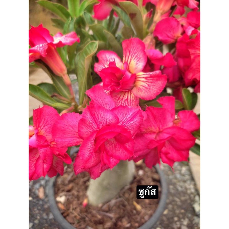 ชวนชมดอกซ้อน-ซูกัส Sugus ..