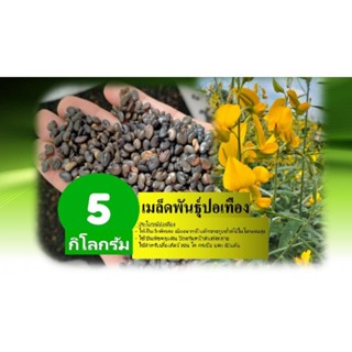 เมล็ดพันธุ์ปอเทือง 5 กิโลกรัมปี2569 งอกดี