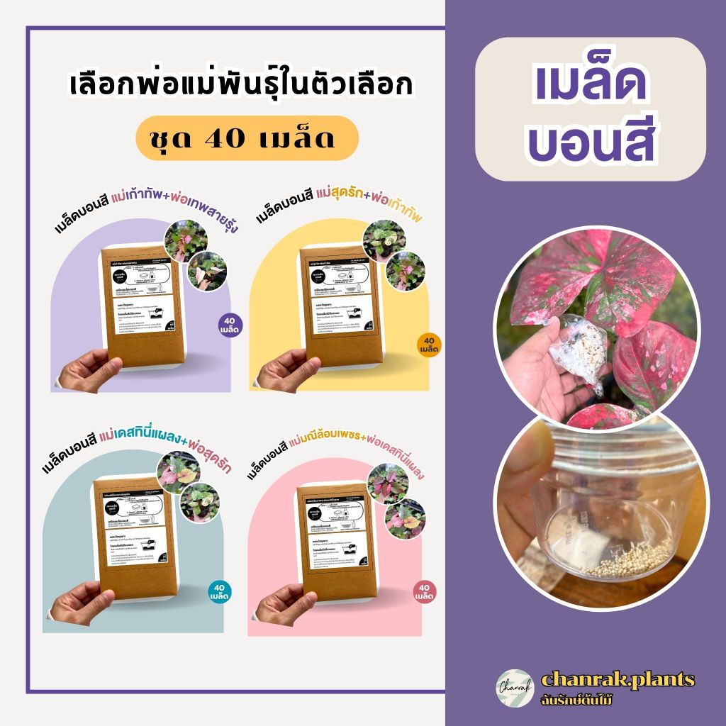 เมล็ดบอนสี เลือกพ่อแม่พันธุ์ในตัวเลือก ชุด 40 เมล็ด