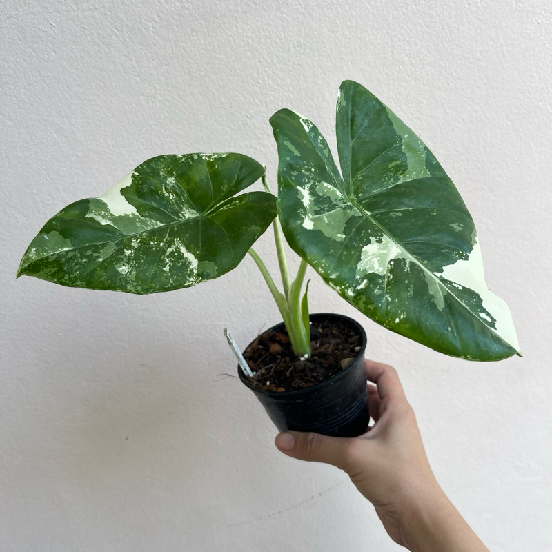 บอนกระดาด🔥 Hot🔥บอนกระดาษ ต้นบอนกระดาดด่าง  Alocasia macrorrhizos (L.) G.Don