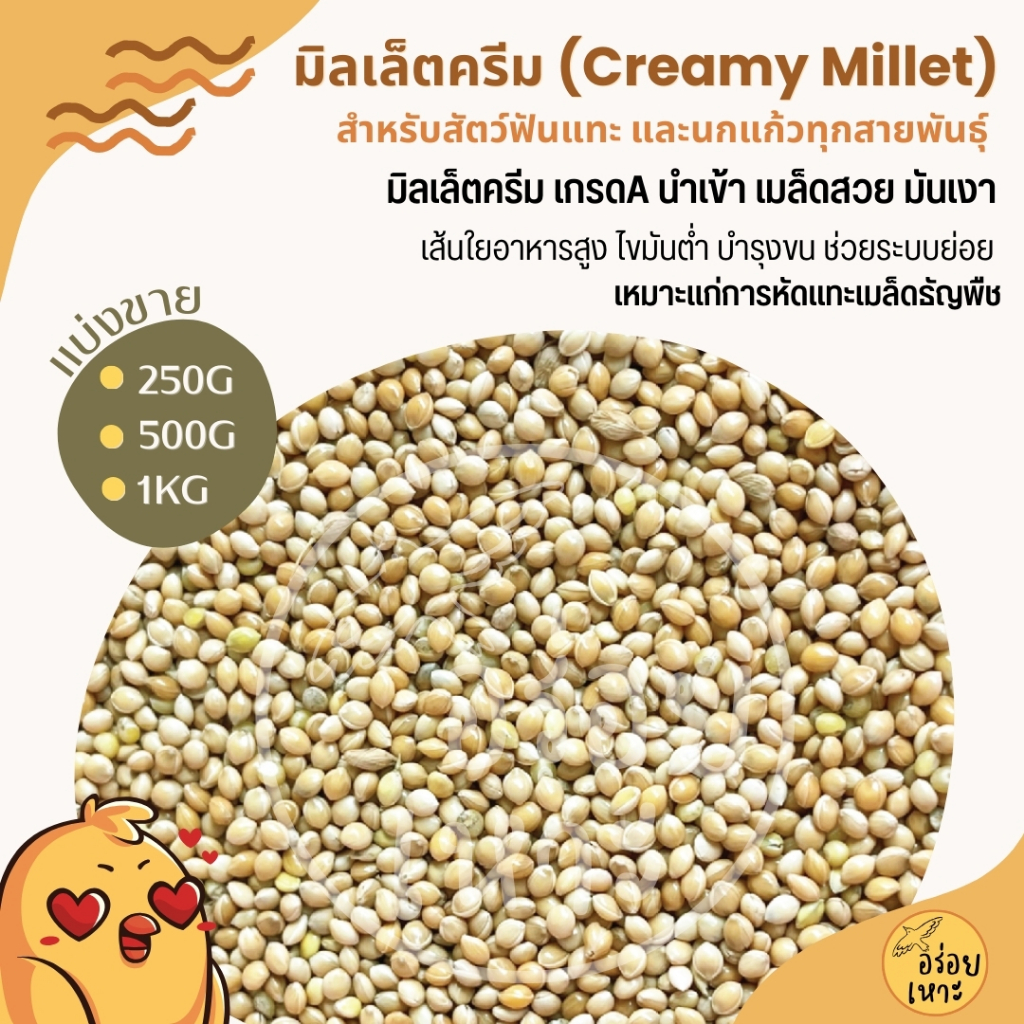 มิลเล็ตครีม Creamy Millet เกรดA อาหารนกแก้ว และสัตว์ฟันแทะ สะอาด ไร้ฝุ่น (ขนาด 250G / 500G / 1KG)