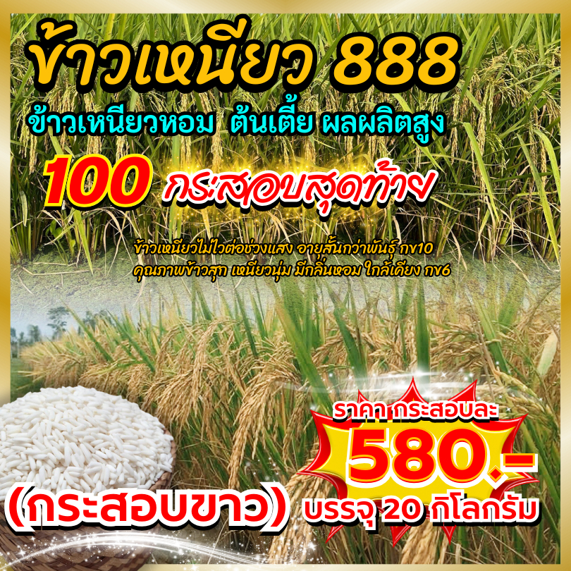 𝟏𝟎𝟎 กระสอบสุดท้าย บรรจุ 𝟮𝟬 กก. (กระสอบขาว) พันธุ์ข้าวเหนียวหอม 𝟴𝟴𝟴 ข้าวเหนียวหอมต้นเตี้ย รวงด๊กดกกก