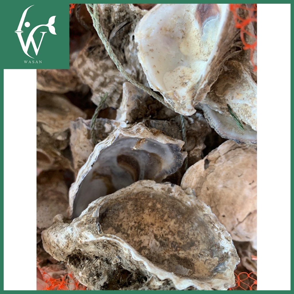 เปลือกหอยนางรมขนาด 500 g./1 kg.ใส่ถุงตาข่ายแดง  เปลือกหอยกรองน้ำ - รูปที่ 4