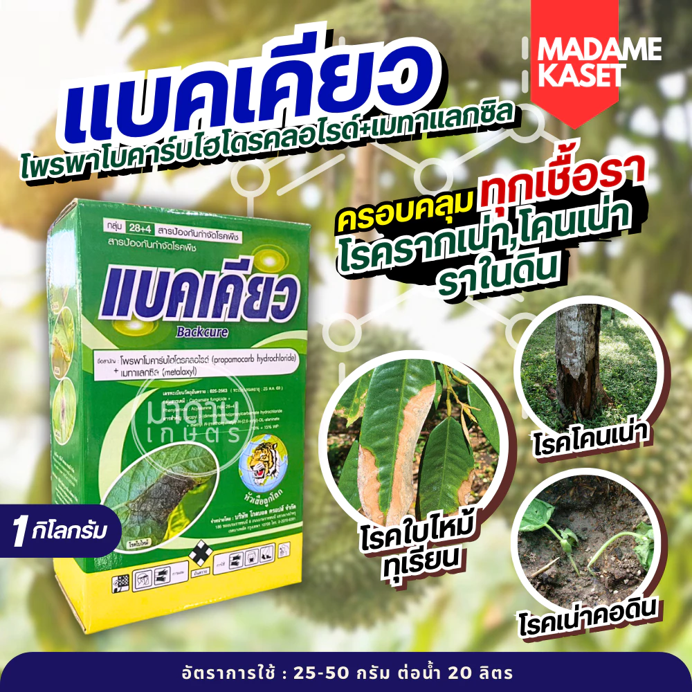 แบคเคียว (โพรพาโมคาร์ปไฮโดคลอไรด์+เมทาแลคซิล) กำจัดเชื้อรา โรคเน่าคอดิน รากเน่าโคนเน่า โรคใบไหม้ทุเรียน ( 1 กิโลกรัม )