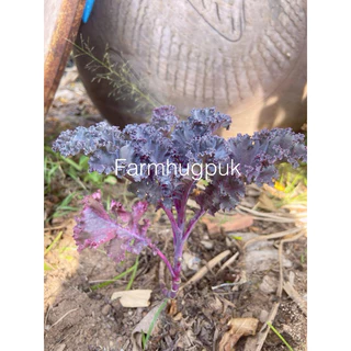 เมล็ดพันธุ์เคลสีม่วง เมล็ดเคลสการ์เลต นำเข้า เคลม่วง มีบริการเก็บเงินปลายทาง
