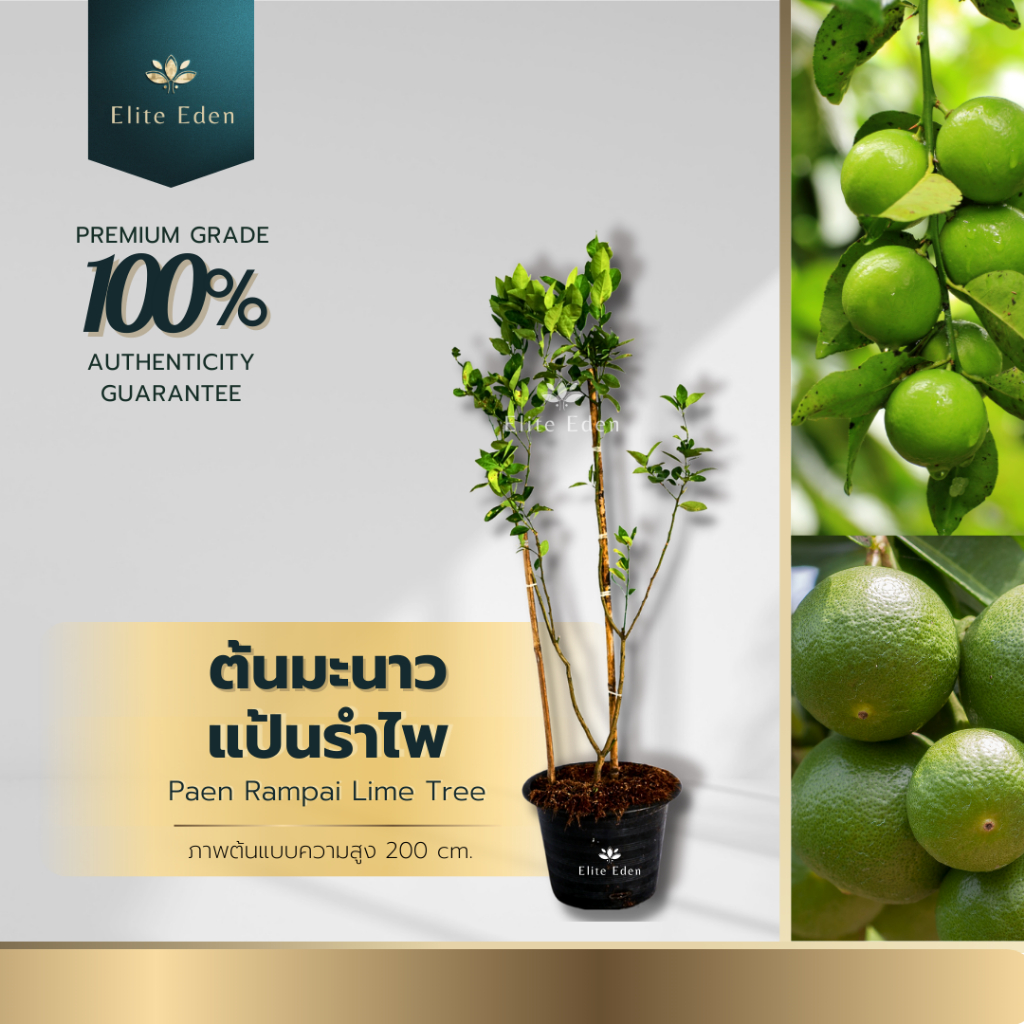 ต้นมะนาวแป้นรำไพ ความสูง 60-140 cm. (ต้นเล็ก) เปลือกบางให้น้ำเยอะ เมล็ดน้อย ผลดก