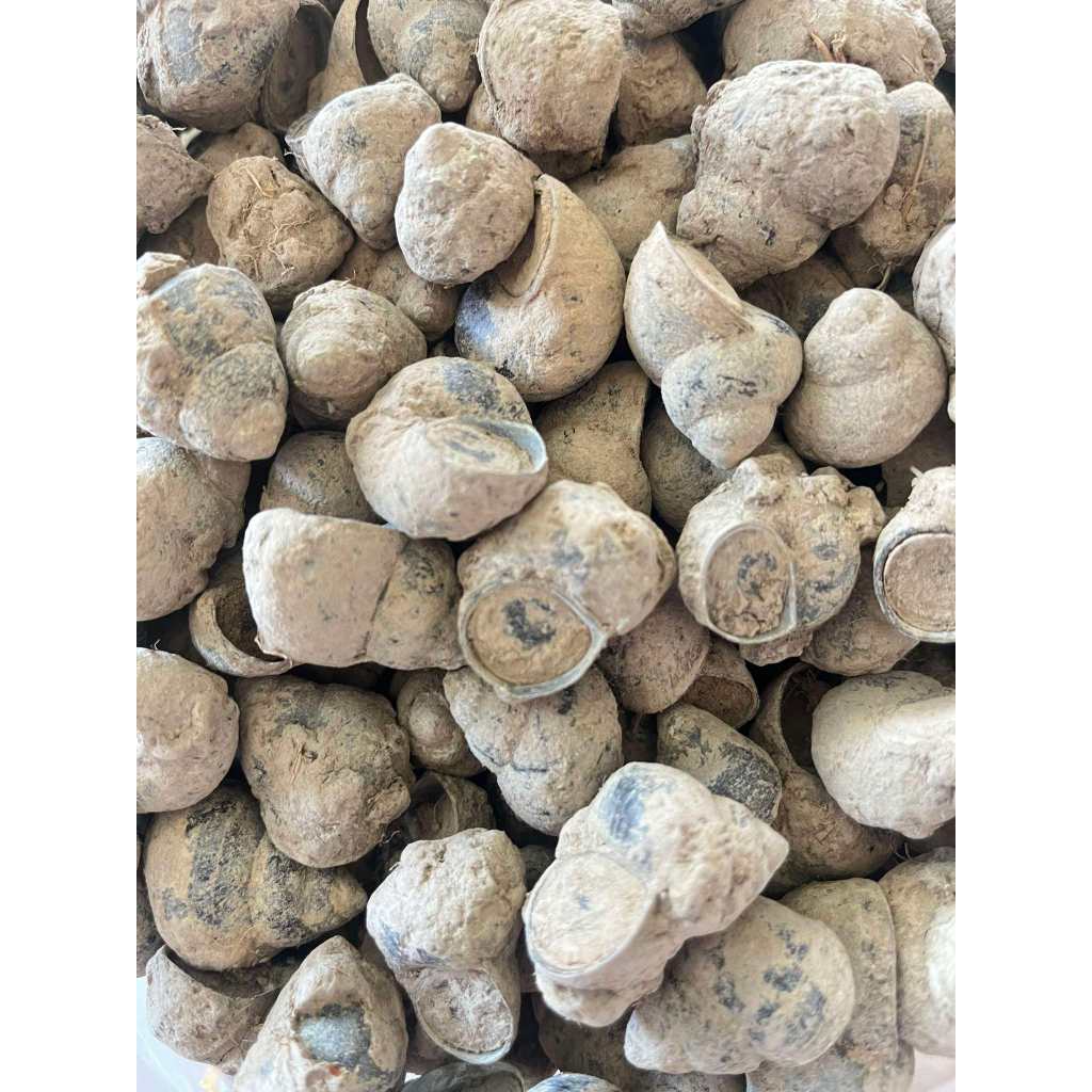 หอยขม หอยจุ๊บ หอยจำศีลจากธรรมชาติ ทำอาหารได้หลายเมนู ขนาด1กิโลกรัม