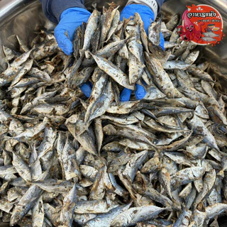 ปลาทูจิ๋ว 500กรัม ปลาทูต้ม ปลาหลังเขียว ตากแห้ง สดใหม่ หอมปลาตากแห้ง สุดคุ้ม