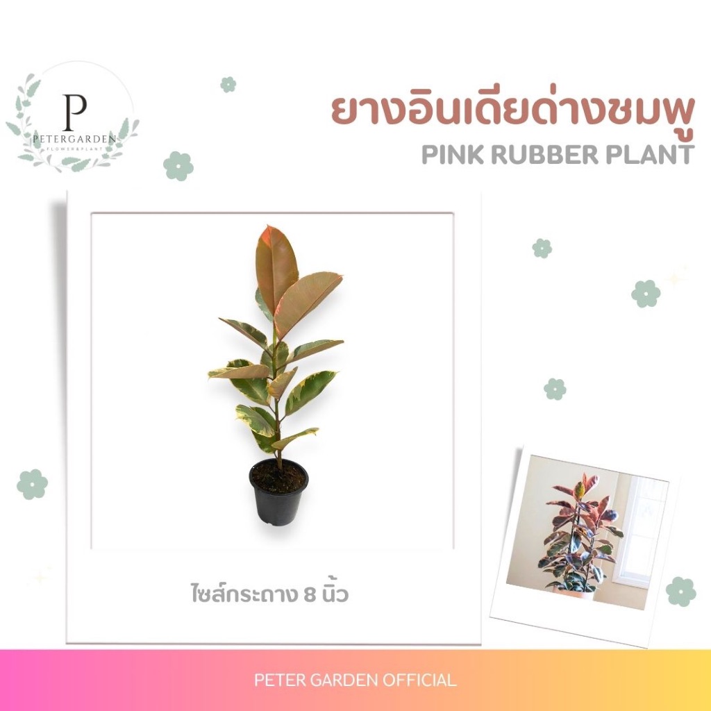 ยางอินเดียด่างชมพู Pink Rubber Plant ไซส์กระถาง 8 นิ้ว
