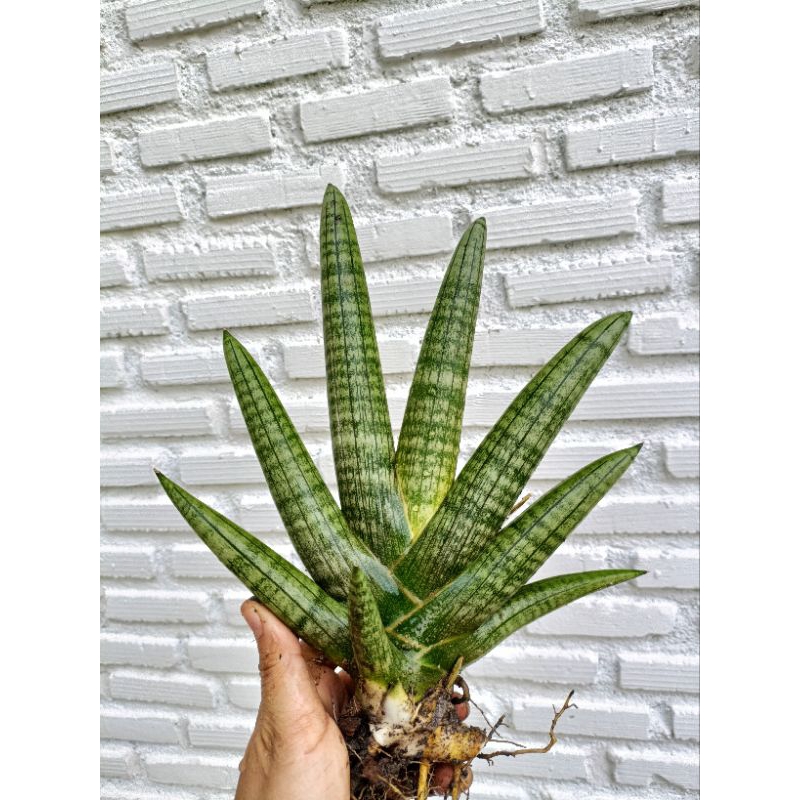 ว่านงาช้าง ต้นใหญ่ 30-35 cm.งาช้างแคระ ต้นไม้ฟอกอากาศ