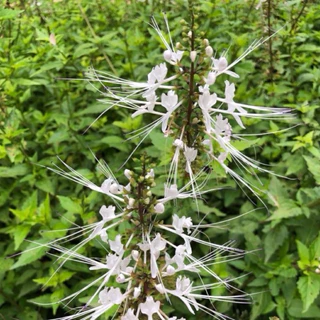 ชาหญ้าหนวดแมว บรรจุ 30 ซองชา Cat’s Whisker Tea30pieceหญ้าหนวดแมวบดผงในซองชาพร้อมชงดื่ม