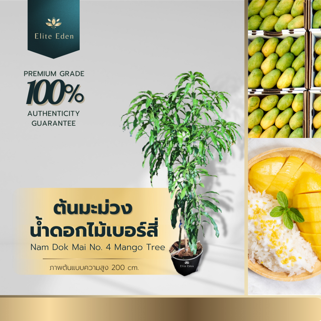 ต้นมะม่วงน้ำดอกไม้เบอร์สี่ สูง 150-200 cm. (ต้นใหญ่) รสชาติหวานหอมอร่อยให้ผลดก