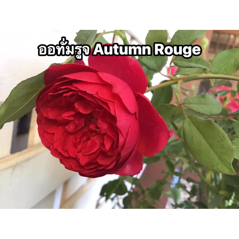 กุหลาบ-ออทั่มรูจ Autumn Rouge .. หอมแรง ดอกห้อย ดอกกลม ทรงถ้วย เลี้ยงง่าย