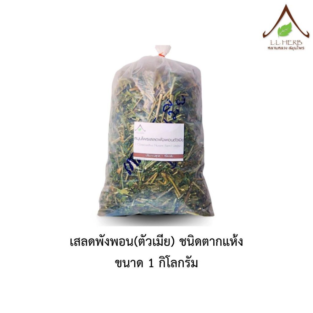 เสลดพังพอน (ตัวเมีย) พญายอ ตากแห้งแบบชิ้น ขนาด 1 กิโลกรัม  (HopHeaded Barleria Dried Size 1 Kg.)