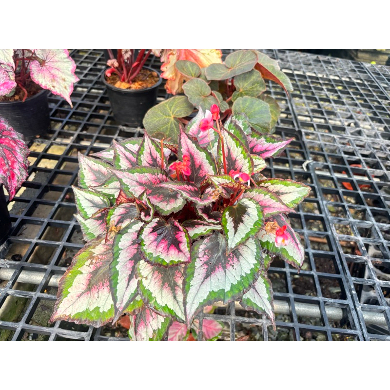 #Begonia บีโกเนียไม้ประดับใบสวย เป็นบีอีกชนิดที่สวบยและน่าสะสมมากๆ