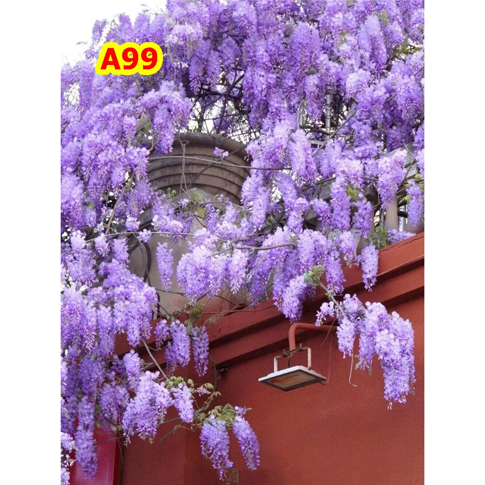 ต้นวิสทีเรียของแท้ต้นนำเข้าจากเมืองจีนอนุบาลในไทยมีสินค้าพร้อมจัดส่งรูปดอกถ่ายจากต้นที่จำหน่ายในไทย